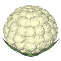 cauliflower.jpg