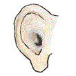 ear-wb.gif